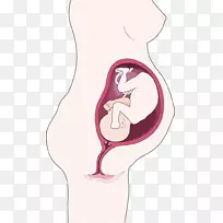 胎儿免疫系统妊娠肩难产前肩妊娠