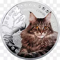 缅因州，挪威森林猫，龙里胡须，国内短毛猫币