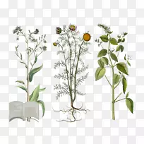 胡椒属药用植物芳香油名录.植物