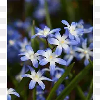龙舌兰科铃铛花-Colocasia