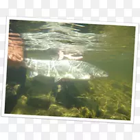 水资源鱼塘生态系统动物群摄影.鱼类