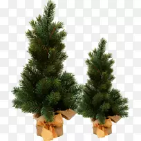 云杉圣诞装饰圣诞树松树圣诞树