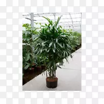 室内植物Rhapis exelsa arecales花盆植物