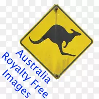 拳击袋鼠澳大利亚考拉摄影-袋鼠