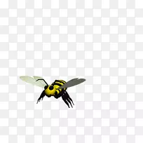 蜜蜂生命周期大黄蜂-蜜蜂
