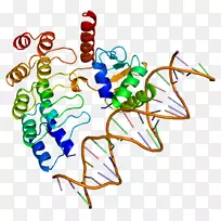 加巴蛋白结构nFe2l2-转录因子