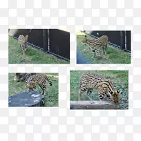 美洲豹猎豹西洛生态系统-美洲虎