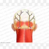 颈浅颞神经后三角肌头解剖