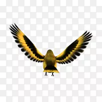 鸟鹰大西洋金丝雀电脑图标-鸟