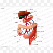 消化人消化系统胃肠道人体解剖-消化道