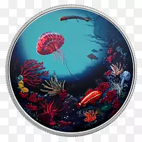 加拿大珊瑚礁轻硬币海洋生物-加拿大
