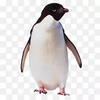 阿代利企鹅鸟南极洲帝企鹅企鹅