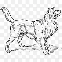 粗野牧羊犬，边境牧羊犬，旧英国牧羊犬，小狗画-小狗