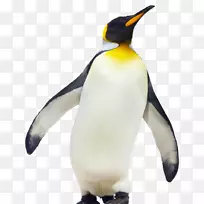 帝企鹅鸟-企鹅