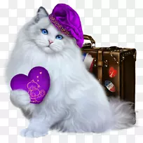 小猫挪威森林猫土耳其安哥拉须家养短毛猫