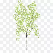 细枝植物茎叶系-叶