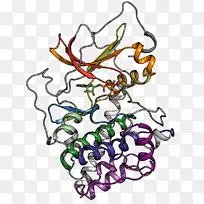 蛋白激酶磷酸化三磷酸腺苷苏氨酸-PUA