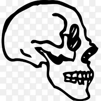 头盖骨-人体骨骼绘画剪贴画-头骨