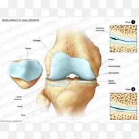 人体解剖膝关节人体胫骨