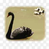 鸭仙尼尼动物群喙黑天鹅鸭