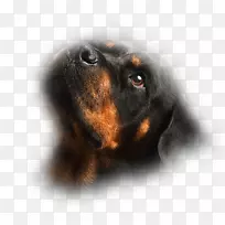 黑色和棕褐色的协犬繁殖小狗罗威勒猫-小狗