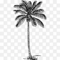 槟榔科椰子树墙贴花树-椰子树档案