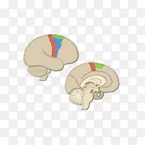 初级运动皮质大脑皮质运动前皮层脑-脑