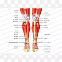 小腿肌系统膝直肌功能