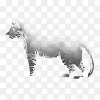 胡须虎猫画陆生动物老虎