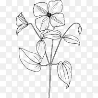 阿拉伯茉莉花素描-花