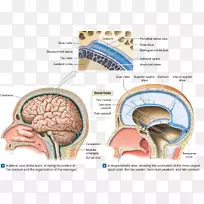 脑脑膜颅骨颅腔解剖脑图的脑膜