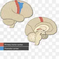 视皮层、大脑皮层、初级运动皮质、大脑-初级运动皮质