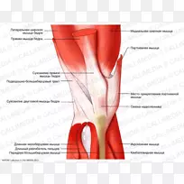 膝关节肌肉组织解剖肌肉系统-股直肌功能