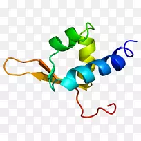 ddef1基因pleckstrin同源结构域SH3结构域蛋白