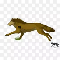 灰狼犬科图-动物奔跑