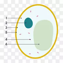 酵母细胞壁真菌图-酵母图解