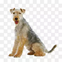 莱克兰猎犬威尔士猎犬艾雷德猎犬线毛猎犬品种-莱克兰猎犬救援