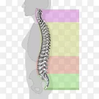 脊柱解剖颈椎脊髓-手册脊柱