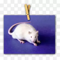 鼠沙鼠计算机动物须-老鼠
