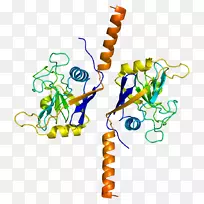 ppil 2 BRCA 1基因泛素连接酶亲环素