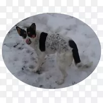 犬种体育团体杂交犬