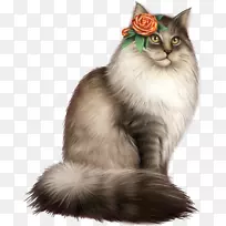 西伯利亚猫缅因州亚洲半长毛Nebelung挪威森林猫查顿