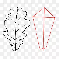叶纸角剪贴画.栓皮栎