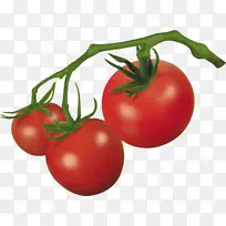 樱桃番茄灌木番茄葡萄番茄李子番茄剪贴画番茄