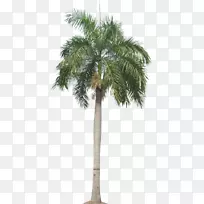 太后棕榈树