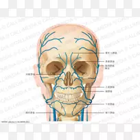 头颈解剖颈静脉滑车上动脉-静脉和动脉