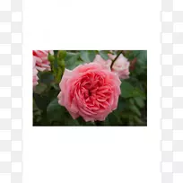 花园玫瑰、花甘蓝、马夫罗提斯苗圃和服