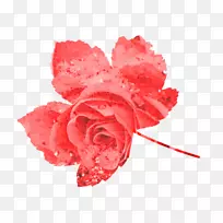 花园玫瑰康乃馨切花花瓣