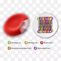 红细胞-血液的分子生物学