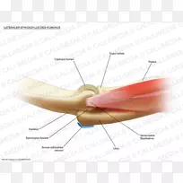 肱骨肌腱的网球肘外侧上髁-肘部卡通
